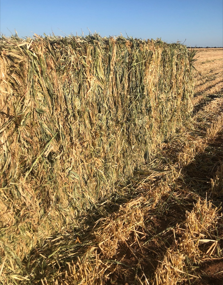 New Season Barley Hay For Sale in 8x4x3's Hay & Fodder